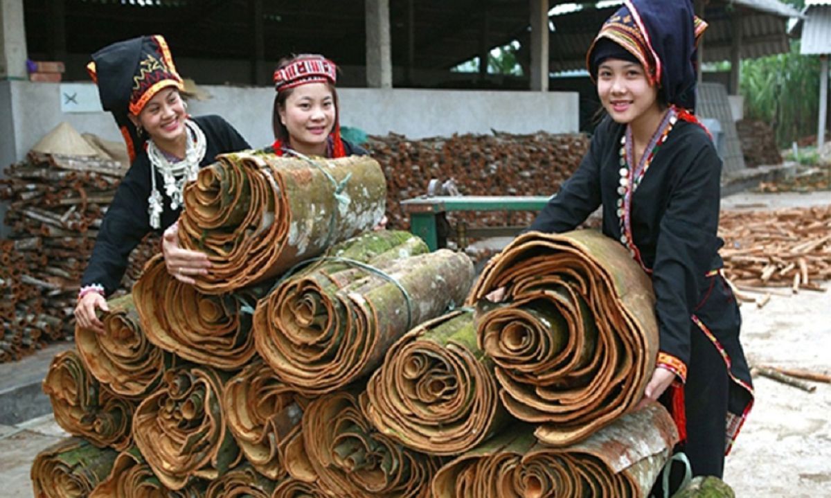 Famous Cinnamon areas in Vietnam.